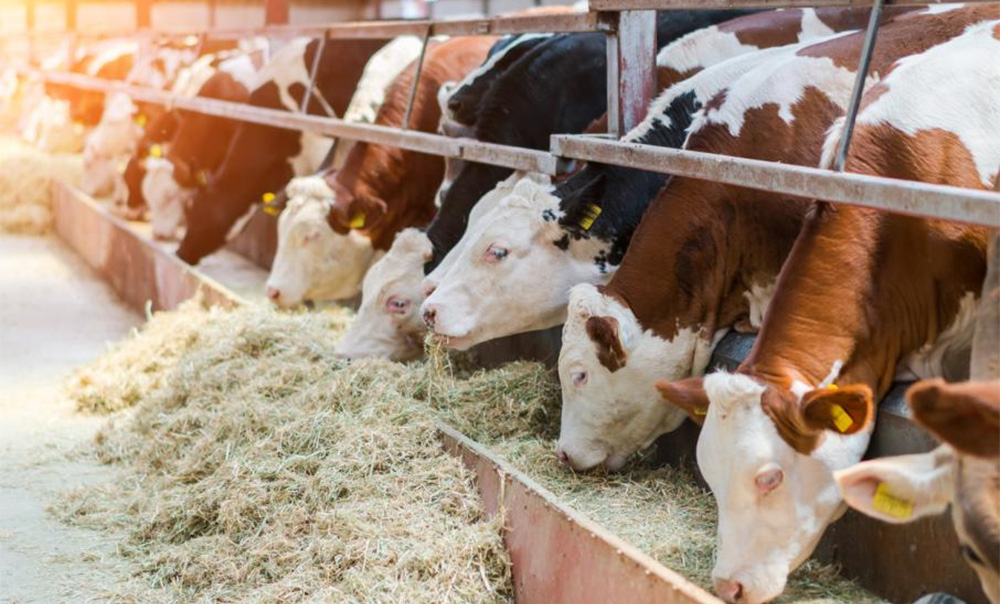 Корма и молоко: от чего зависит качество?