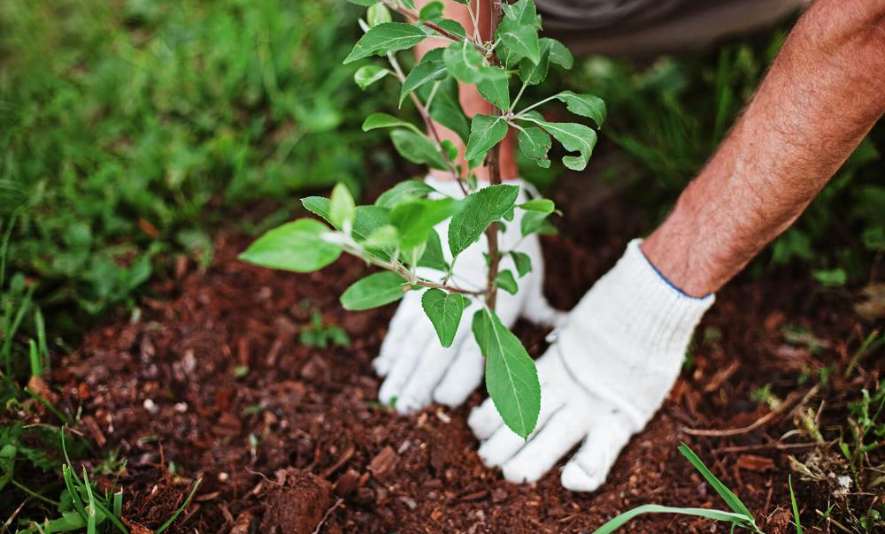 Как сохранить саженцы, купленные зимой, до посадки