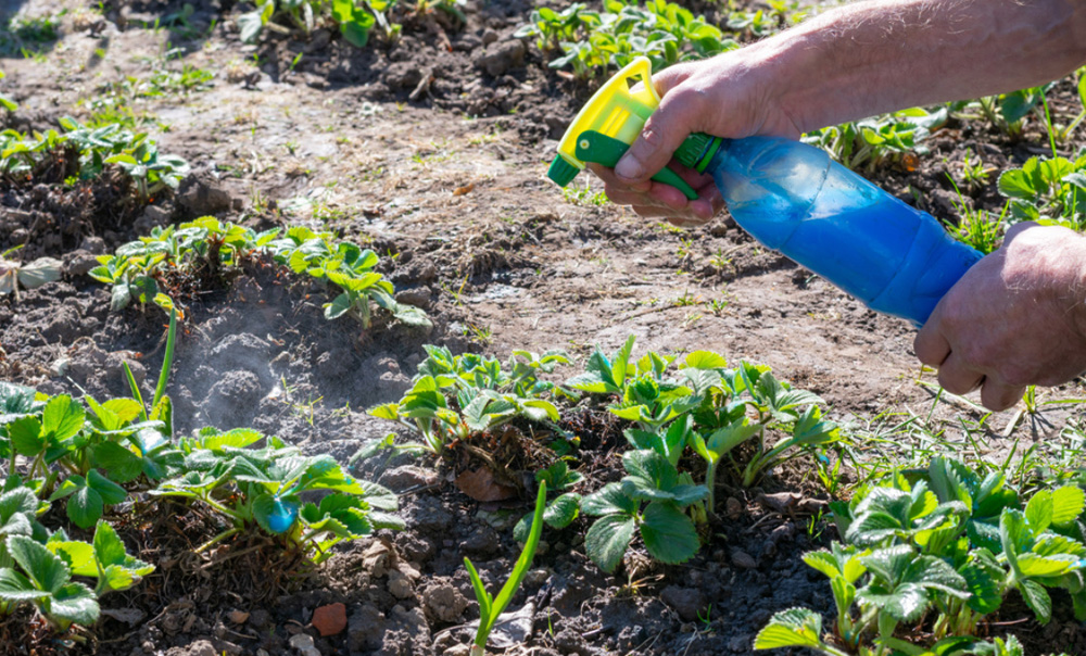 Чем защитить сад от вредителей этой весной