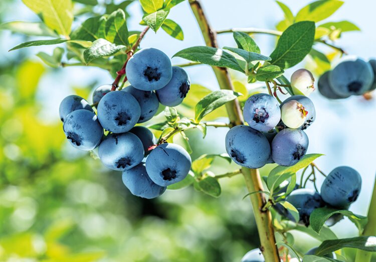 Сокровищница витаминов