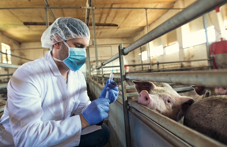 производство мяса