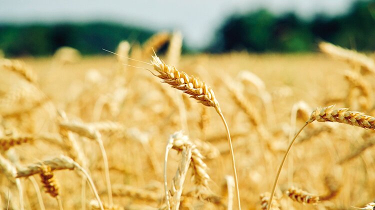 Зерновой кризис