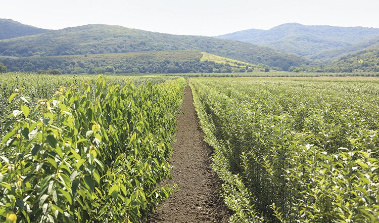 «Де-Густо»: по науке и большой любви