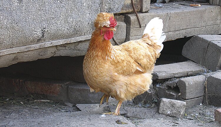 Навоз и помет разрешили использовать в качестве удобрений