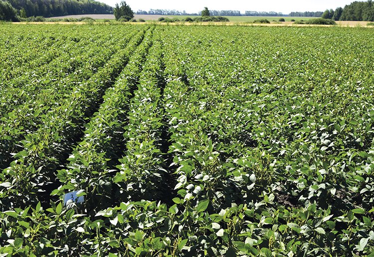 Известь и удобрения: важны оба