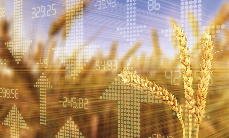 Мир просит зерна