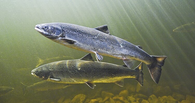 На Ямале изучают состояние сиговых видов рыб