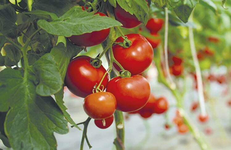 пищевой промышленности