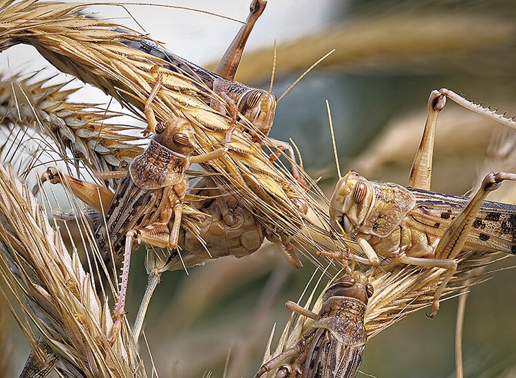 Несколько районов Кубани подверглись нашествию саранчи