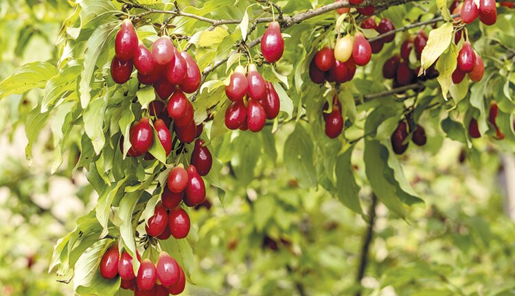 Один краше другого