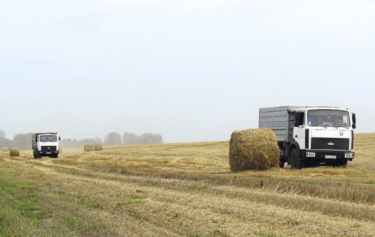 В Республике Алтай набирает обороты кормозаготовительная кампания