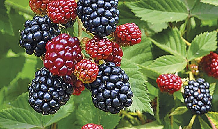 Крымские аграрии приступили к сбору ежевики