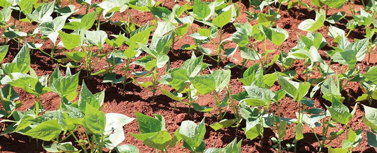 Американские фермеры