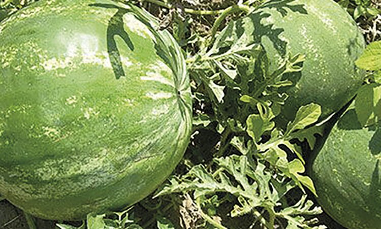 уборка бахчевых