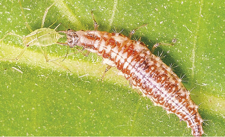 Безопасные защитники