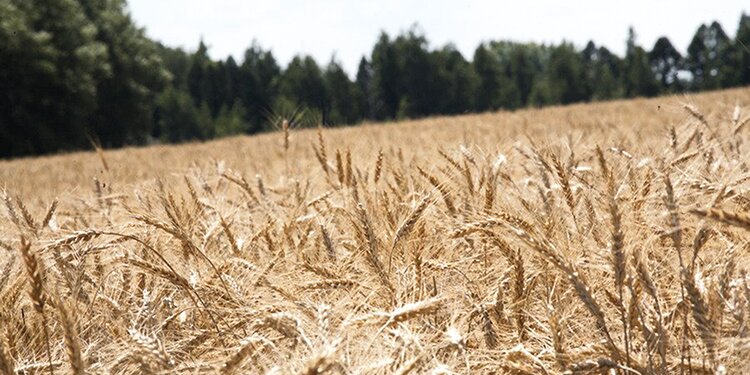 Спасаем склоны от эрозии