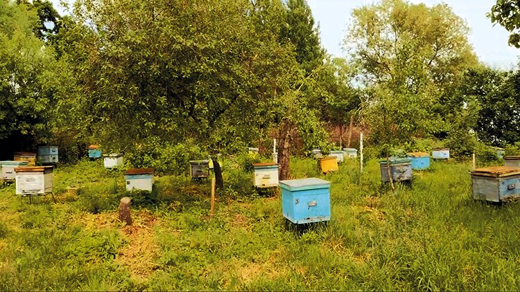 Пчелы из «Сатурна»