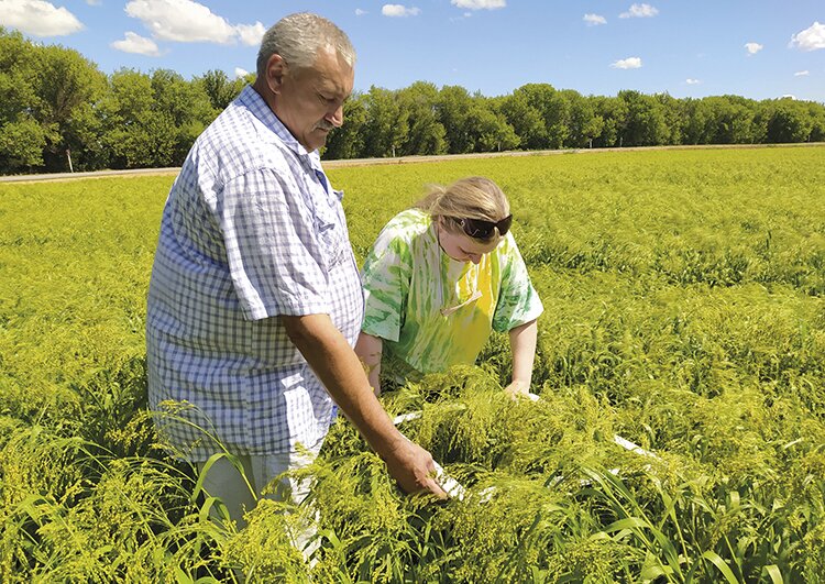 Пшеница без химии