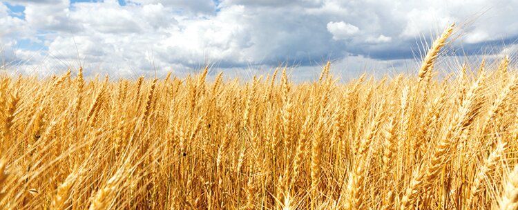 Великобритания планирует нарастить закупки пшеницы в Индии