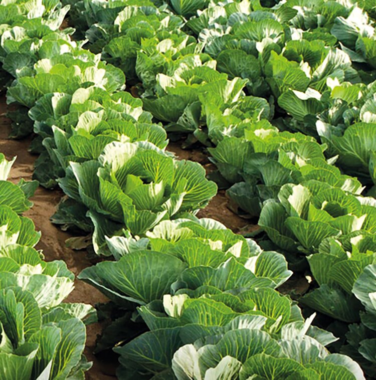 В Башкортостане агрострахование просубсидируют на 200 млн руб.