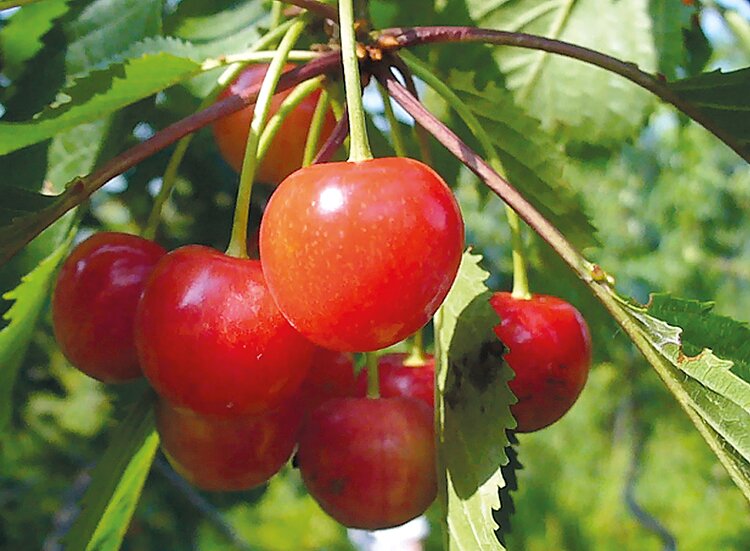 Черешня в суровых условиях