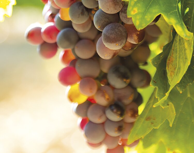 В России растет производство винодельческой продукции