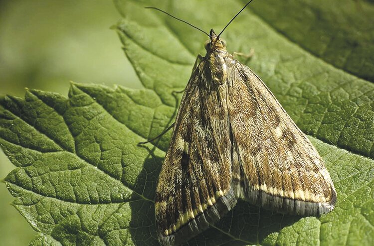 Мотылек принес беду