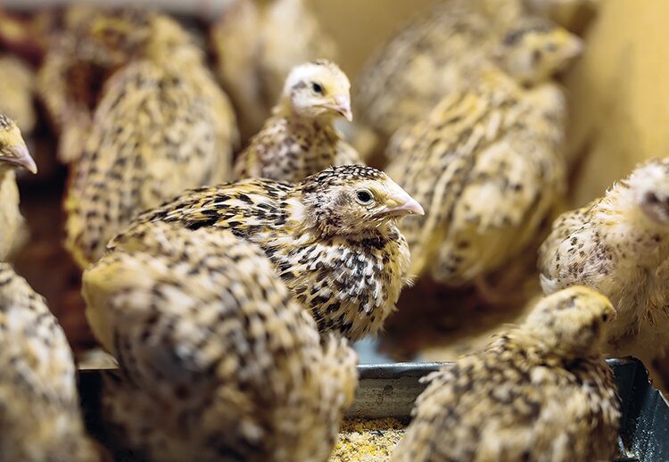 Перепелам с хлореллой лучше и веселее