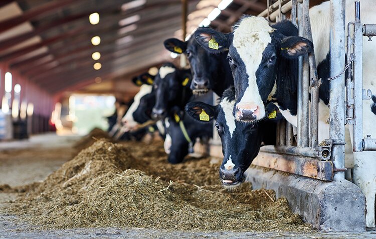 Четыре «С» для КРС и МРС