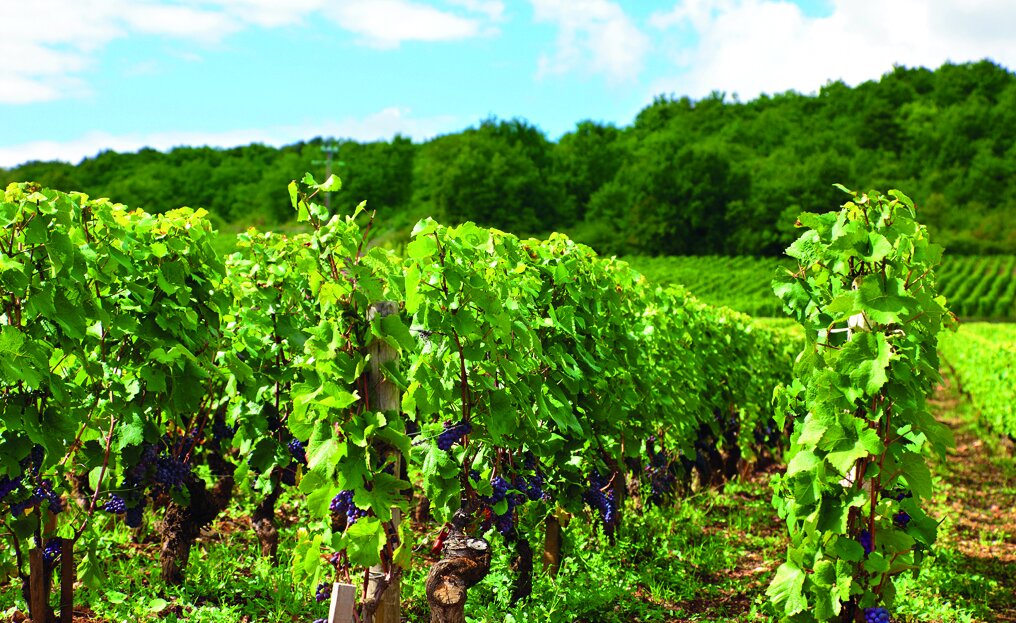 На фоне рекордного урожая винограда в Шампани пополняют винный резерв