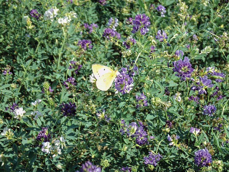 Люцерна идет на семена