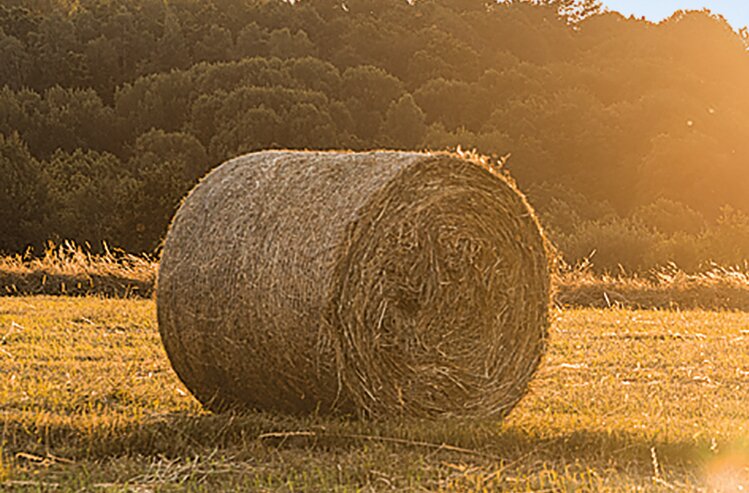 Агропредприятия Крыма заготовили более 230 тыс. тонн кормов для сельхозживотных