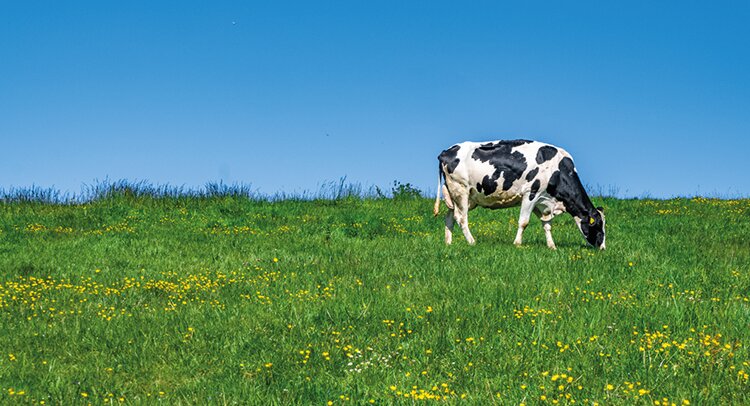 Численность молочного стада в РФ достигла исторического минимума