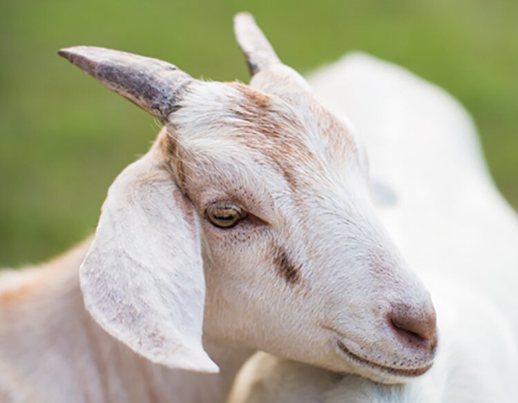 Минсельхоз разработал порядок обследования предприятий-экспортеров продукции животноводства