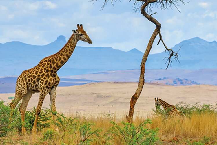 Россия увеличит отгрузку масложировой продукции в Африку на 67%