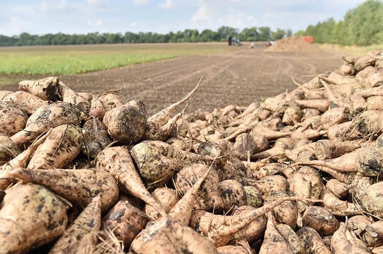 миллион тонн сахарной свеклы