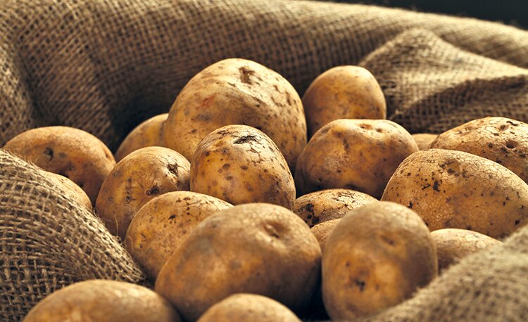 картофельный пояс Европы