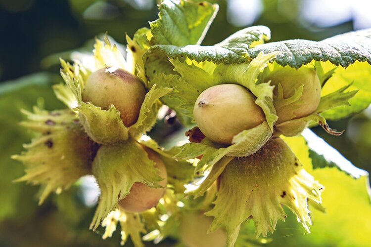 И орешки — непростые...