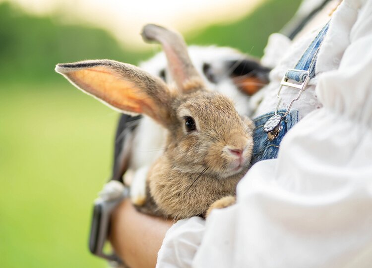 Количество заявок на участие в конкурсе грантов «Агротуризм» увеличилось в два раза