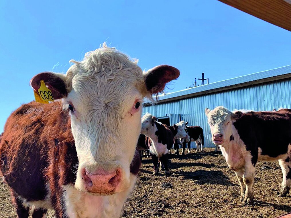 Сельхозкооперативам Красноярского края предлагают гранты до 10 и 20 млн рублей