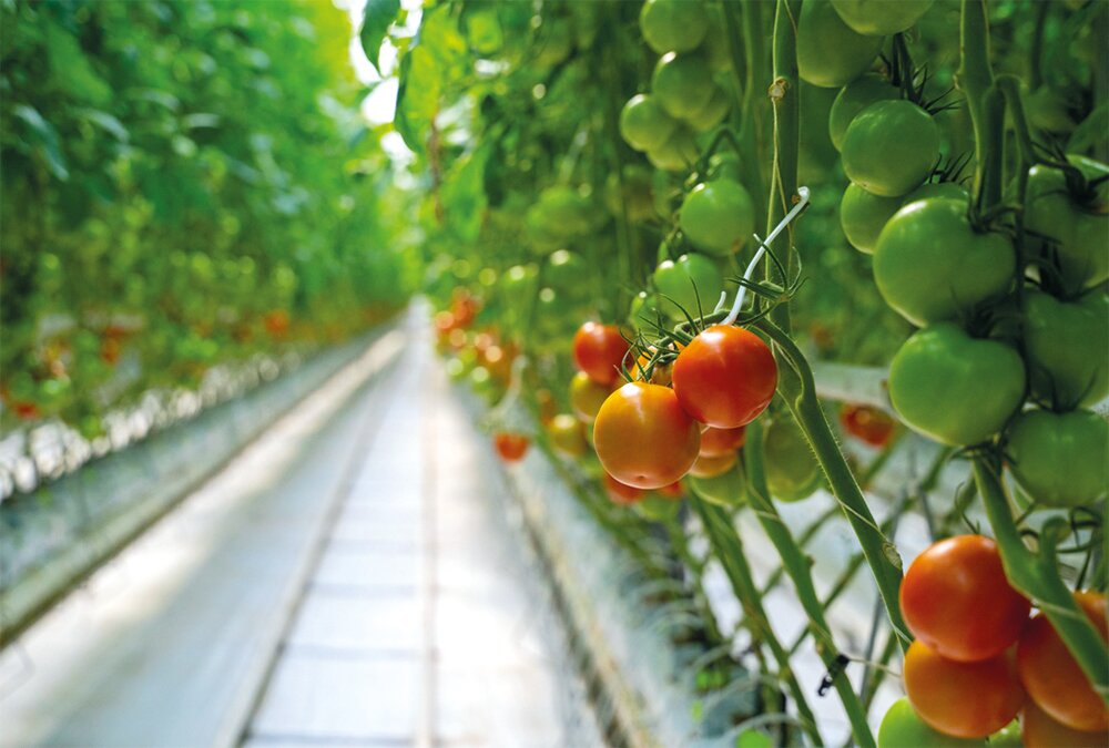 Пять вопросов о томатах