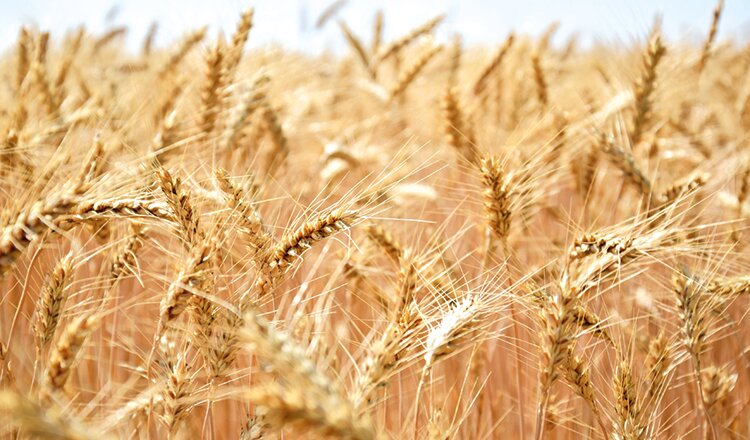 Из-за неурожая в США в этом году растут цены на пшеницу